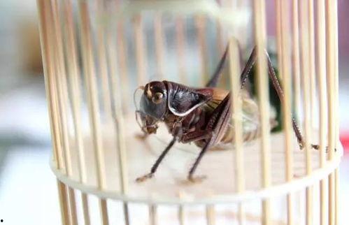 蝈蝈可以吃葫芦瓜吗视频,揭秘蝈蝈的饮食习惯