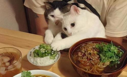 麒麟瓜小馋猫可以吃吗视频,揭秘宝宝辅食新选择