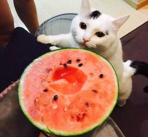 猫可以吃网纹蜜瓜吗视频,揭秘猫咪能否享用网纹蜜瓜