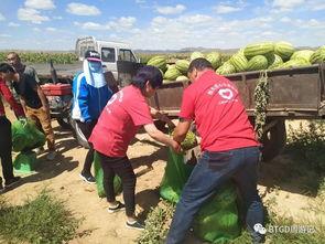 包头市吃瓜视频,揭秘当地美食文化盛宴