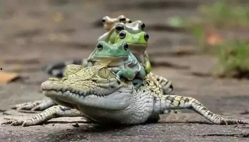 雪山青蛙吃瓜视频,揭秘高原小生灵的趣味生活