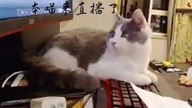 吃瓜直播录屏男主播视频,吃瓜主播的幕后生活片段