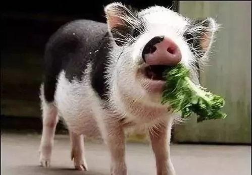 小猪吃羊角瓜视频播放,萌态十足引网友热议