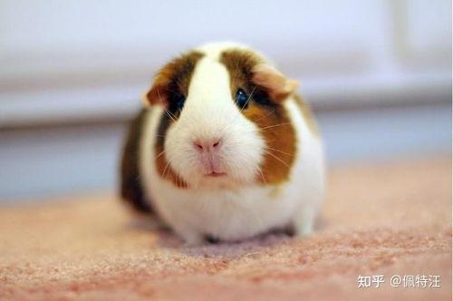 荷兰猪喜欢吃土瓜吗视频,荷兰猪对土瓜的喜爱程度揭秘