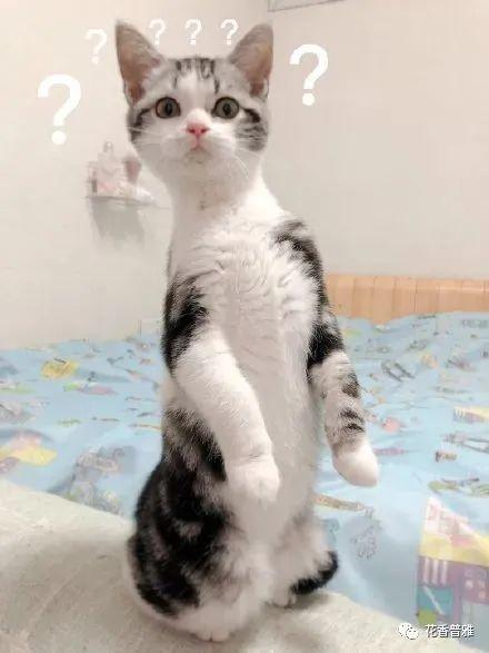 吃瓜看猫的视频,一场别开生面的吃瓜看猫大戏