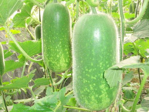 吃青龙瓜对身体好吗视频,吃青龙瓜对身体的好处与注意事项