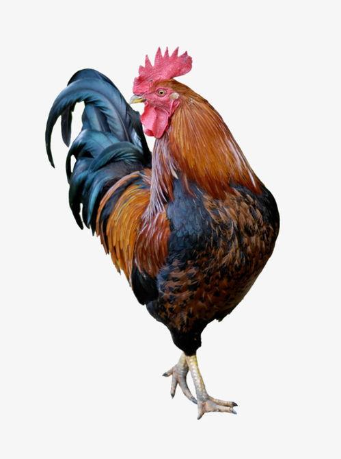 坏瓜能切给鸡吃吗视频,揭秘鸡饲料中的秘密食材