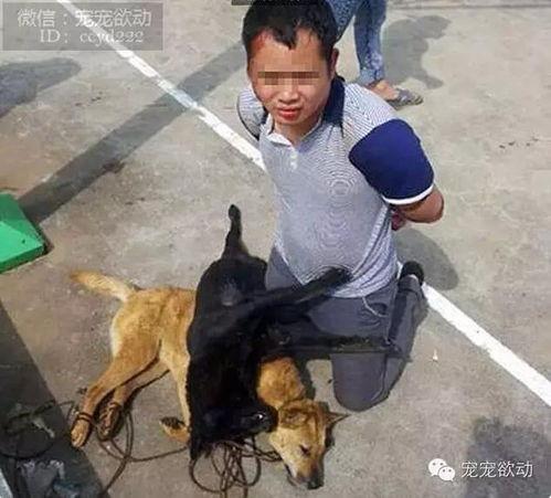 偷狗贼吃瓜视频,一场荒诞的偷狗风波