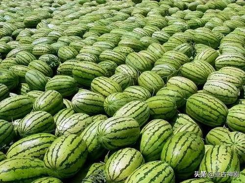 各大平台吃瓜视频合集大全,揭秘娱乐圈幕后故事