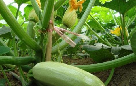 襄垣吃瓜视频,揭秘当地特色美食背后的故事