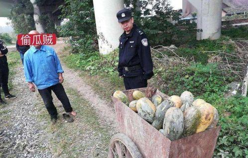 梁山古茗吃瓜事件视频,一场网络热议的瓜田风波