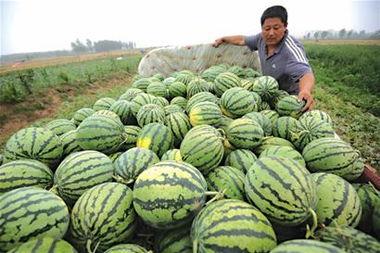 青岛大学吃瓜视频,揭秘校园生活趣味瞬间