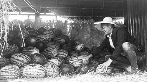 招远吃瓜群众事件视频,一场网络暴力引发的争议