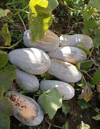 云南华宁吃瓜事件视频,一场引发热议的街头冲突